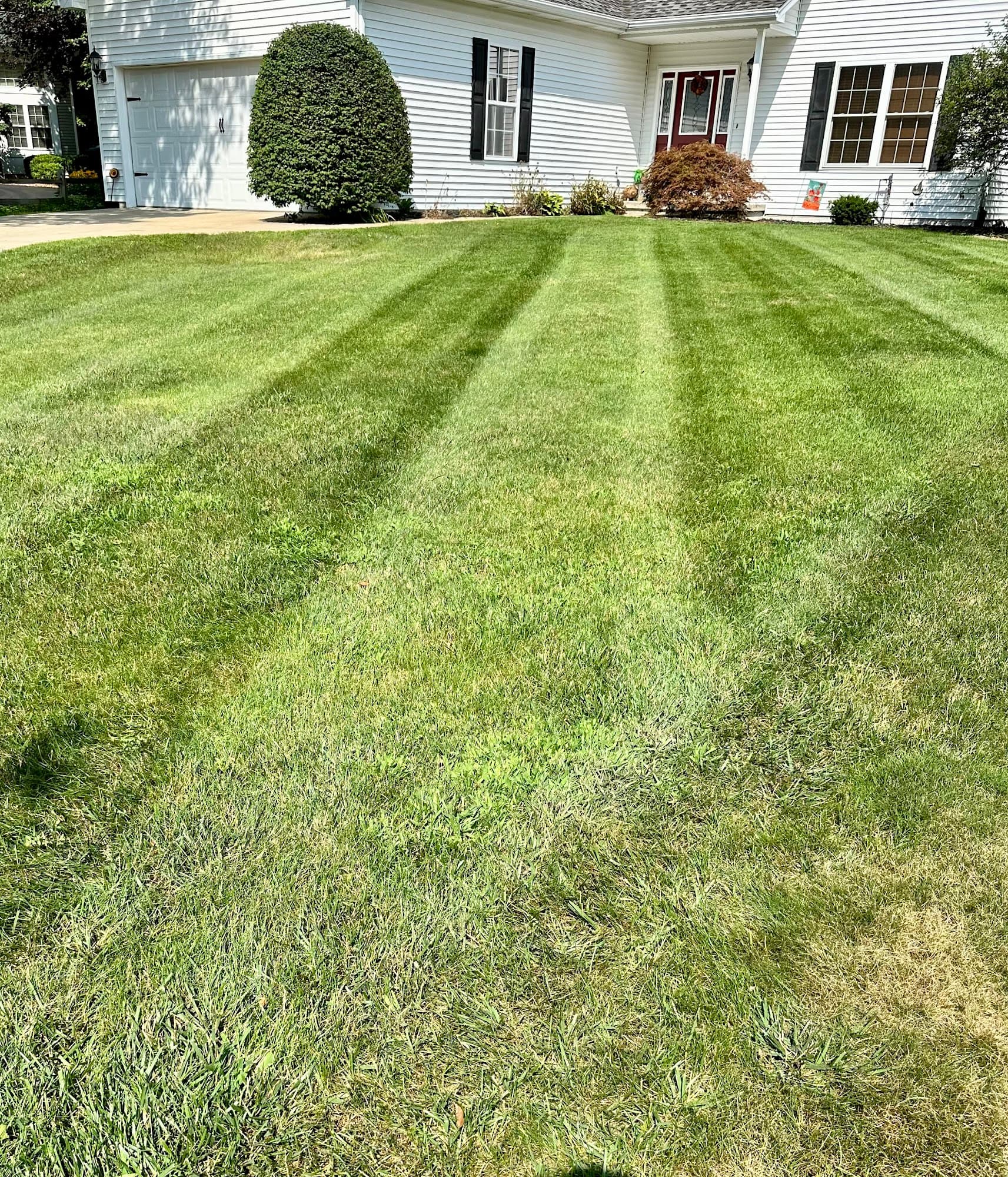 Finished backyard after cleanup